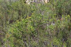 Aspalathus securifolia