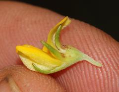 Aspalathus securifolia