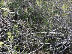 Asparagus exuvialis
