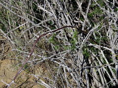 Asparagus exuvialis