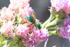 Augochloropsis sumptuosa