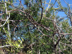 Asparagus exuvialis
