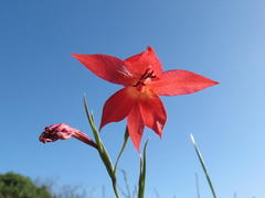 Gladiolus priorii
