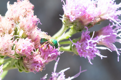 Augochloropsis sumptuosa