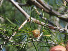 Asparagus exuvialis