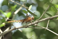Erythemis mithroides
