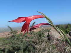 Gladiolus priorii