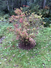 Viburnum edule