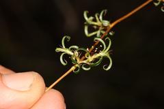 Cliffortia ferruginea