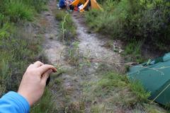 Cliffortia ferruginea