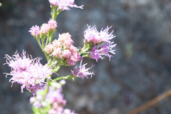 Augochloropsis sumptuosa