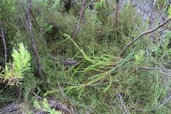 Cliffortia ferruginea