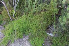 Cliffortia ferruginea