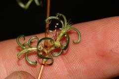 Cliffortia ferruginea