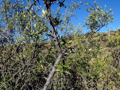 Diospyros lycioides lycioides