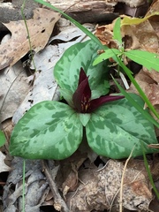 Trillium decumbens