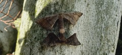 Phiditia