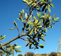 Diospyros lycioides lycioides