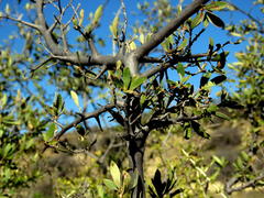 Diospyros lycioides lycioides