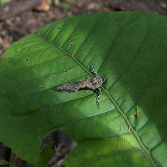 Hyaleucerea gigantea