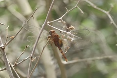 Erythemis mithroides