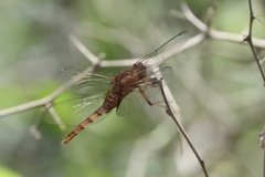 Erythemis mithroides
