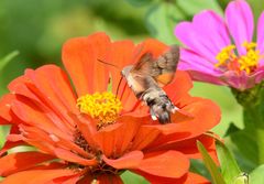Macroglossum stellatarum