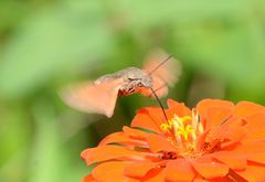 Macroglossum stellatarum