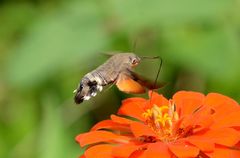 Macroglossum stellatarum
