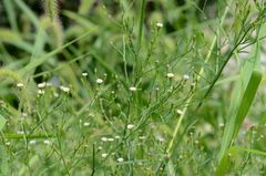 Symphyotrichum subulatum