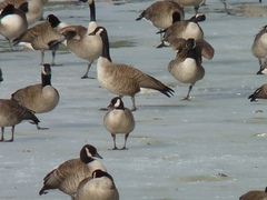 Branta hutchinsii hutchinsii