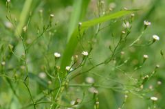 Symphyotrichum subulatum