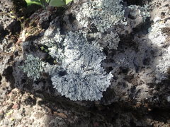 Heterodermia obscurata