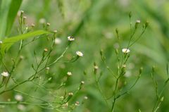 Symphyotrichum subulatum