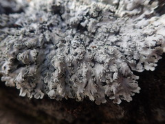 Heterodermia obscurata