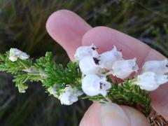 Erica glomiflora glomiflora