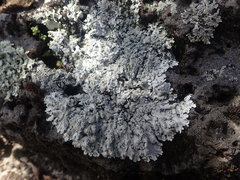 Heterodermia obscurata