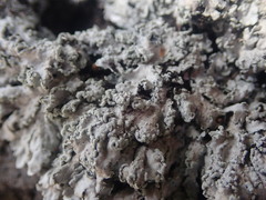 Heterodermia obscurata