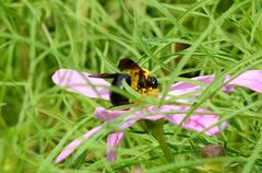 Xylocopa appendiculata