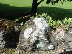 Heterodermia obscurata