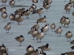 Branta hutchinsii hutchinsii