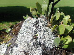 Heterodermia obscurata