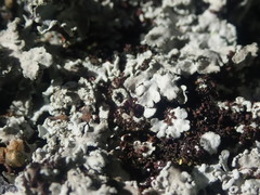 Heterodermia obscurata