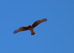 Circus cinereus