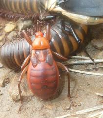 Ectrichodia crux