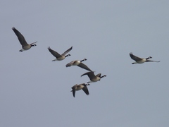 Branta hutchinsii hutchinsii