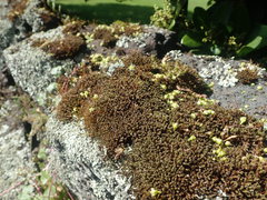 Syntrichia antarctica