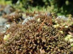 Syntrichia antarctica
