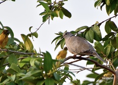 Streptopelia decaocto