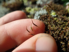Syntrichia antarctica